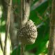 26- Un nid de fourmis volantes 